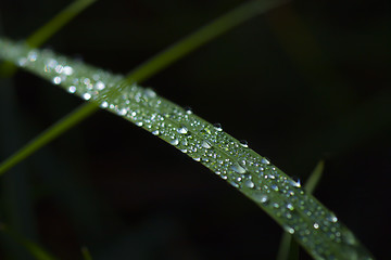 Image showing Morning dew