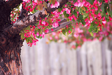 Image showing Apple tree