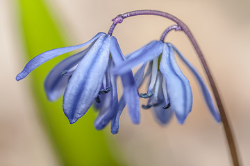 Image showing  Scilla