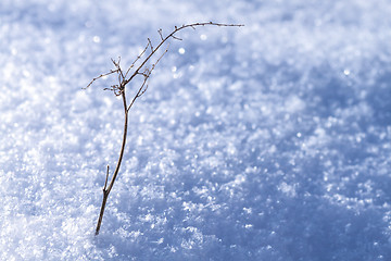 Image showing Winter minimalism