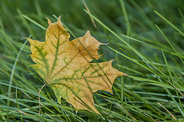 Image showing Soon autumn