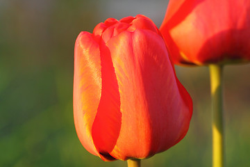 Image showing Red tulip