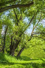 Image showing On a forest glade