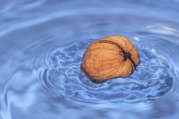 Image showing Walnut in water