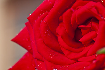 Image showing Red rose