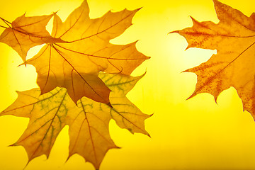 Image showing Paints of autumn