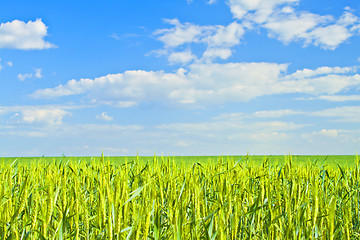 Image showing Wheat field