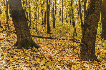 Image showing In the gold wood