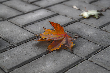 Image showing Lonely autumn leaf