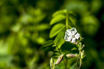 Image showing Field flower