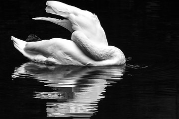 Image showing Swan lake