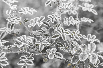 Image showing First frosts