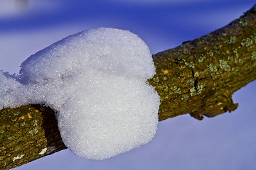 Image showing Snow on a branch