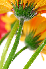 Image showing Gerbera flowers