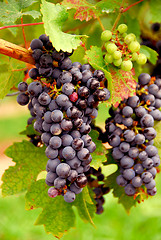 Image showing Red grapes