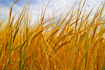 Image showing Wheat