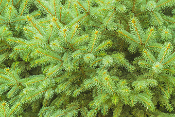 Image showing Pine