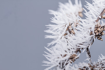 Image showing Hoarfrost on a branch