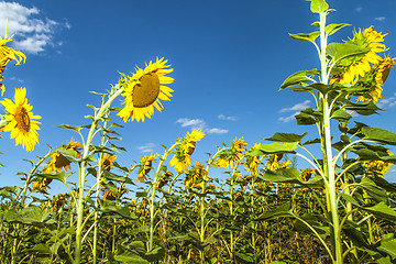 Image showing Sunflowers