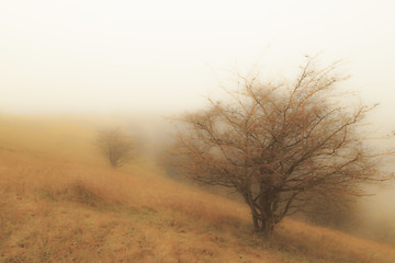 Image showing Autumn fog