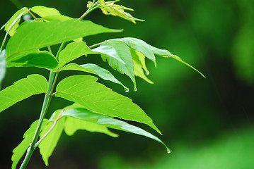 Image showing Green leaf rain