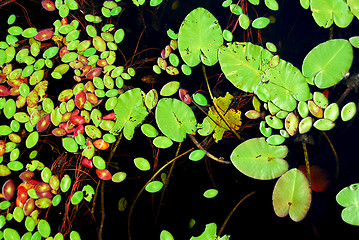 Image showing Lily pads