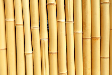 Image showing Real Bamboo Background Texture