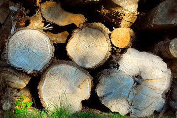 Image showing Wood logs