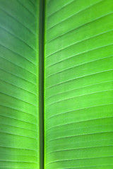 Image showing Tropical Leaf Background