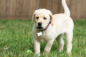Image showing Cute Yellow Lab Puppy