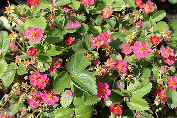 Image showing Flowering strawberry.
