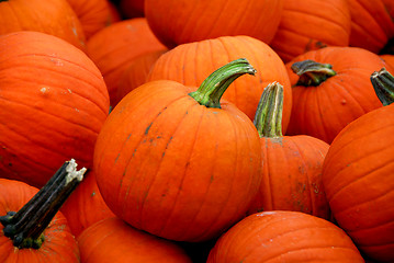 Image showing Pumpkins