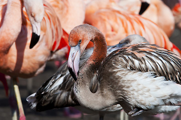 Image showing Juvenile flamingo