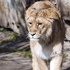 Image showing Young lion (female)