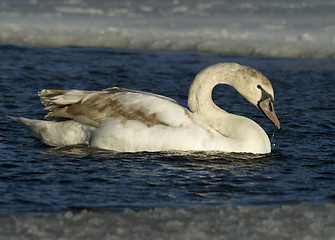 Image showing Muted Swan