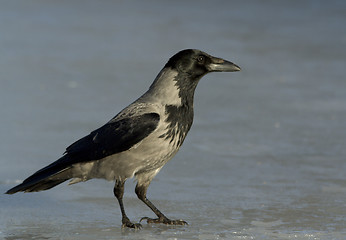 Image showing Hooded Crow