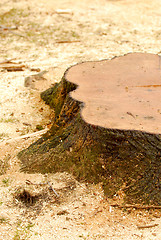 Image showing Tree stump