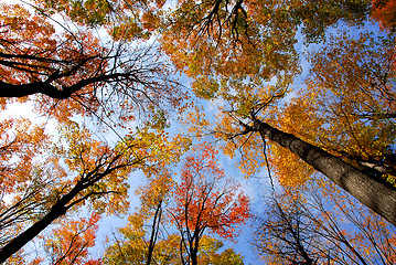 Image showing Treetops