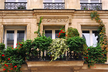 Image showing Windows with ivy