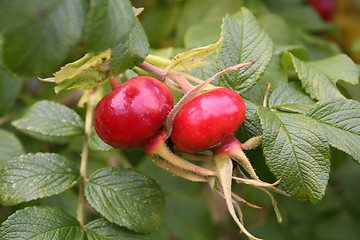 Image showing rosa rugosa