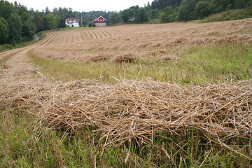 Image showing farmland