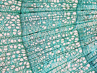 Image showing Tilia stem micrograph