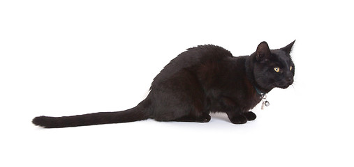 Image showing Black cat lying isolated