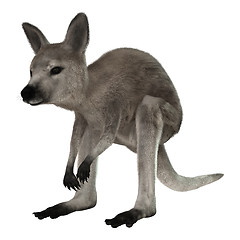 Image showing Joey