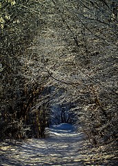 Image showing Winter Alley Road