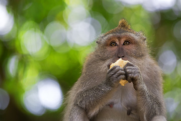 Image showing Long-tailed Macaque Monkey