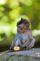 Image showing Long-tailed Macaque Monkey