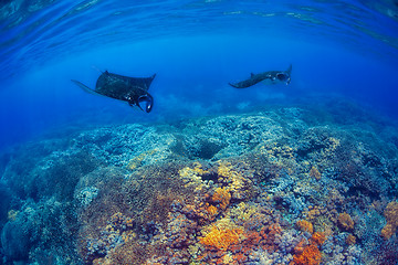 Image showing Manta Rays