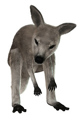 Image showing Joey