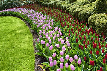 Image showing Keukenhof gardens natural park waves of red and pink tulips